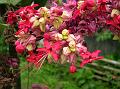 Red Bleeding Heart